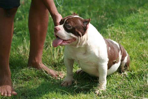 Pocket bully: Dog breed characteristics & care