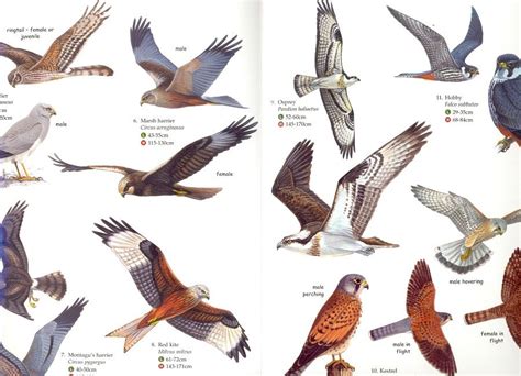 British Birds of Prey 2 Birds Of Prey Uk, British Birds Of Prey ...