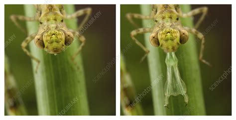 Darner dragonfly nymph mouthparts - Stock Image - C058/1456 - Science Photo Library