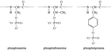 Serine Phosphorylation