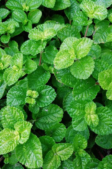 How to Grow and Care for Peppermint Plants | Gardener’s Path