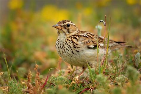 Woodlark | Bird Identification Guide | Bird Spot