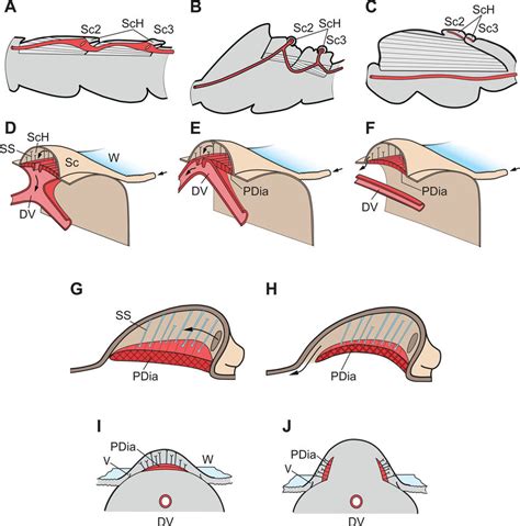 (A-C) Different types of wing circulatory organs in sagittal... | Download Scientific Diagram