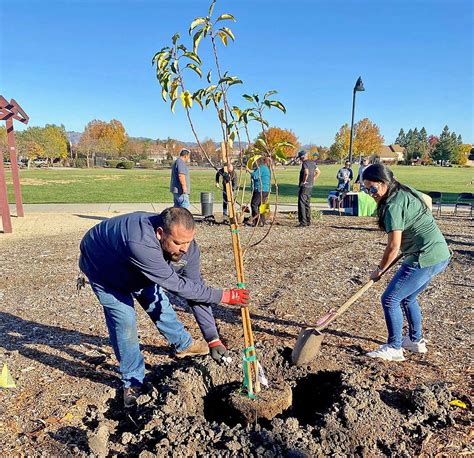 Photo: Tree planting at Sunrise Park | Gilroy Dispatch