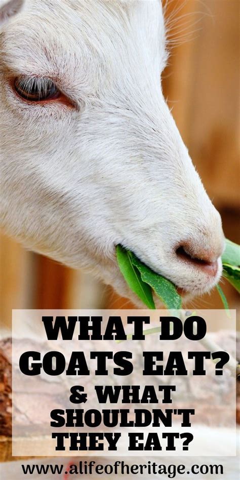 What Do Goats Eat? Your Goat Nutrition Guide! | Goats, Goat farming, Feeding goats