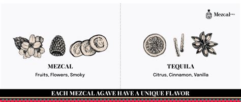 The difference between mezcal and tequila explained