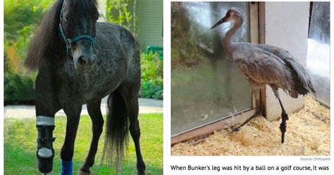 14 Animals Whose Lives Were Changed With Prosthetic Limbs Pictures, Photos, and Images for ...