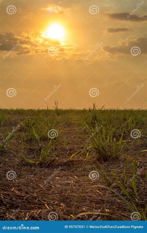 Sugar Cane Sunset Plantation Stock Image - Image of farming, future ...