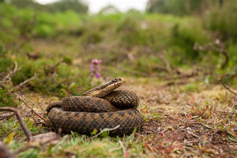 How to Survive an Adder Bite – Fera