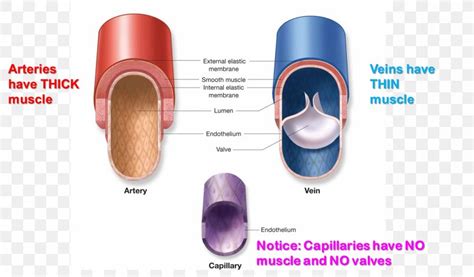 Capillary Pulmonary Artery Vein Function, PNG, 1409x825px, Capillary, Anatomy, Artery, Blood ...