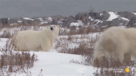 The Risky Way a Polar Bear Attack Victim Confronts Her Fear Smithsonian ...