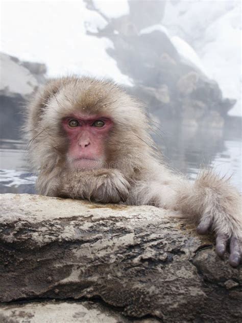 Snow Monkey in Hot Springs of Nagano,Japan. Stock Image - Image of stone, macaque: 61610425