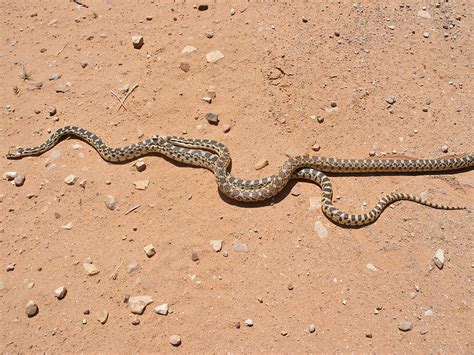 Two gopher snakes: Sheets Gulch, Utah