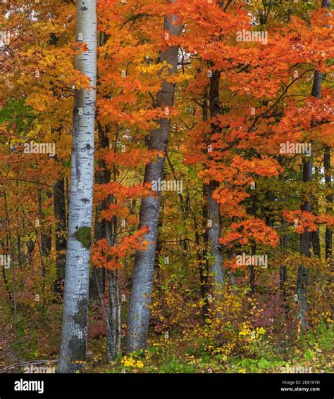 Fall colors in northern Wisconsin Stock Photo - Alamy