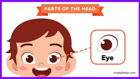 Parts Of The Human Head For Kids Learning