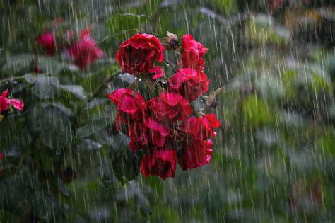 Images Of Rain