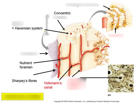 Cortical Bone Structure Diagram | Quizlet