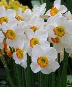 Narcissus (plant) - Alchetron, The Free Social Encyclopedia