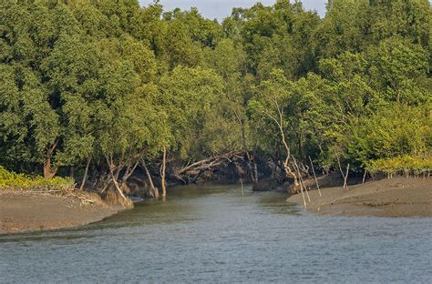 "All Isn't Well In Sundarbans": Calcutta High Court Directs ...