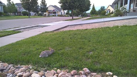 So Many Rabbits