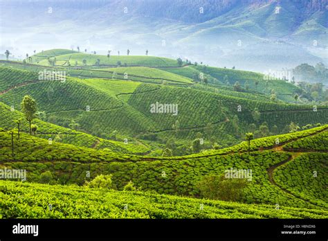 Sunrise over tea plantations in Munnar, Kerala, India Stock Photo - Alamy