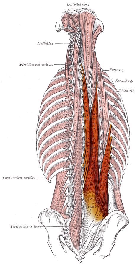 The Erector Spinae Muscles