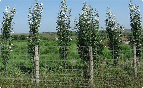 Hybrid Poplar Cuttings Propagation