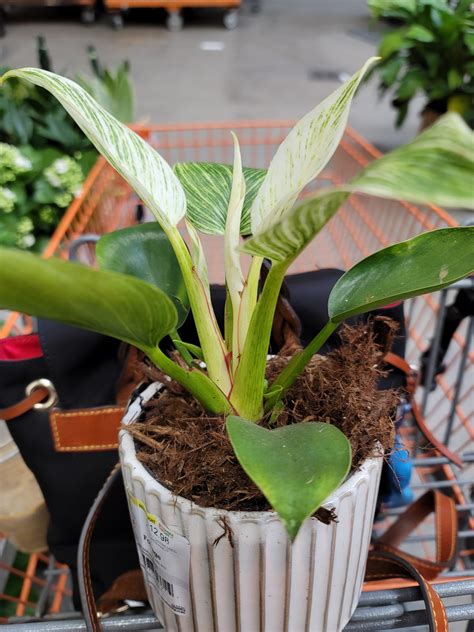 Home Depot house plants, buy/no buy? : r/houseplants