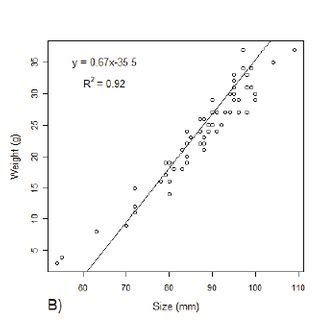 − Relationship between size and weight of the crayfish species. (A ...