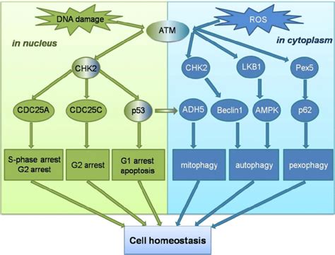 Schematic overview of the ATM signalling pathway in response to DNA... | Download Scientific Diagram