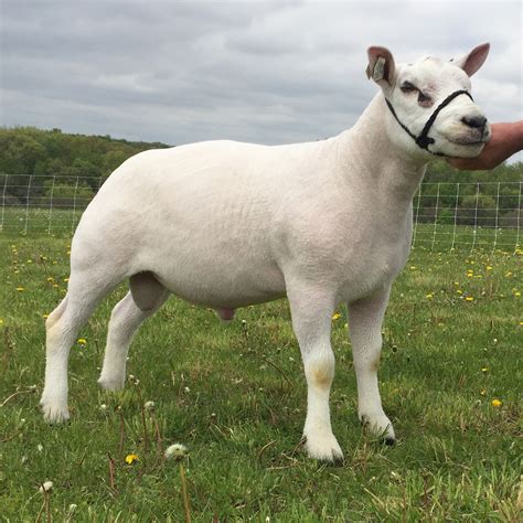 Texel Sheep Breeders - Portland Prairie Texels - Caledonia, MN