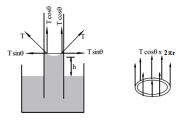 Capillary Action Diagram