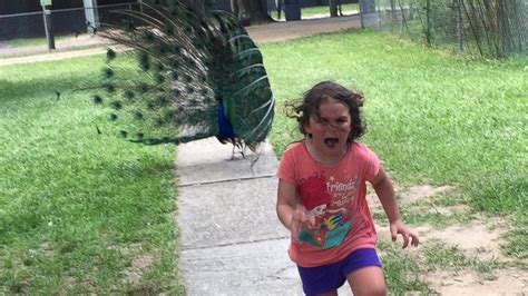 The Story Behind This Girl’s Hilariously Terrified Peacock Encounter ...