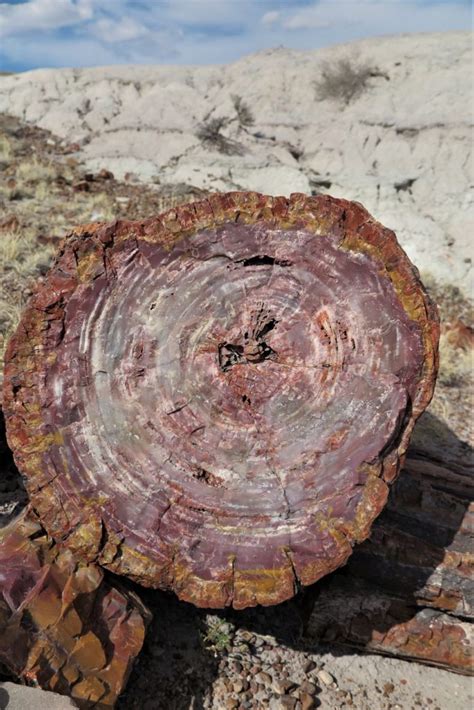 Petrified Forest / Painted Desert, AZ (Important Information & What Not to Miss!) - 10 Traveling ...