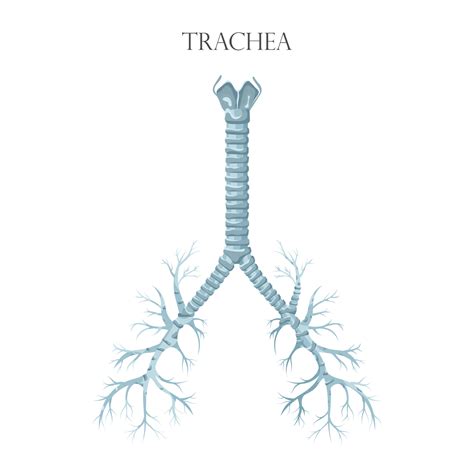 Vector medical educational biological chart for trachea diagram ...