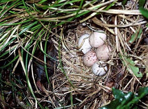 Weka nest and eggs – Large forest birds – Te Ara Encyclopedia of New ...