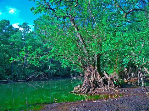 Everglades Tree of Life | Everglades, Tree of life, Picture