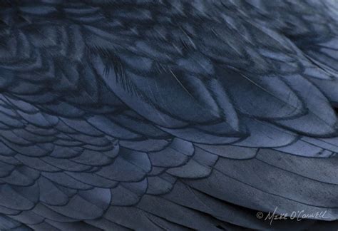 Raven Feathers Photograph Fine Art Photographic Print of | Etsy