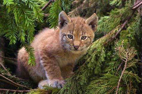 File:Lynx kitten.jpg - Wikipedia