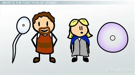 Sperm Cell | Definition, Structure & Function - Lesson | Study.com