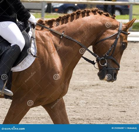 Horse Dressage Show Royalty Free Stock Photography - Image: 25306087