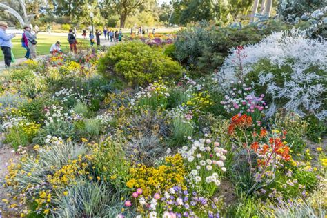 Flower power in Kings Park - WA Parks Foundation