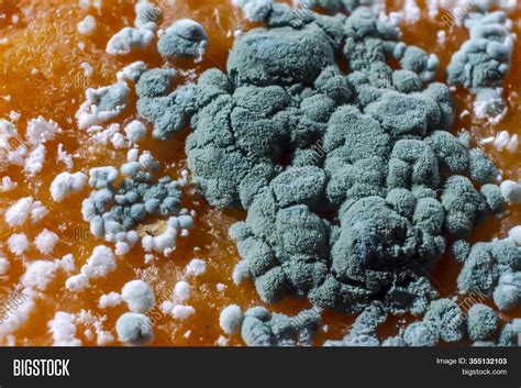 Penicillium Mold On Image & Photo (Free Trial) | Bigstock