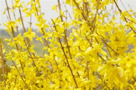 Forsythia Tree - How to Plant and Care for Forsythia Bushes - Plantopedia