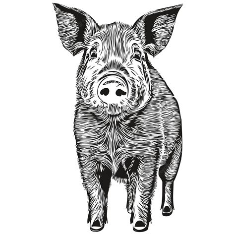 Premium Vector | Realistic pig vector hand drawn animal illustration hog