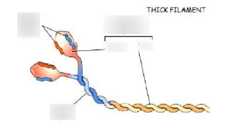 Thick Filament Anatomy Diagram | Quizlet