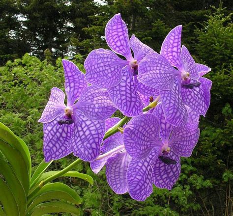 Orchids - Costa Rica | Beautiful flowers, Orchids, Purple flowers