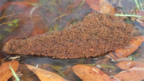 Thousands of fire ants form floating rafts, create post-storm hazard