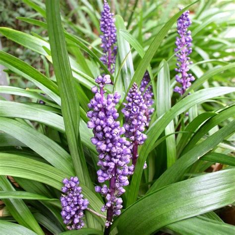 Liriope Royal Purple 14cm - Garden World Nursery