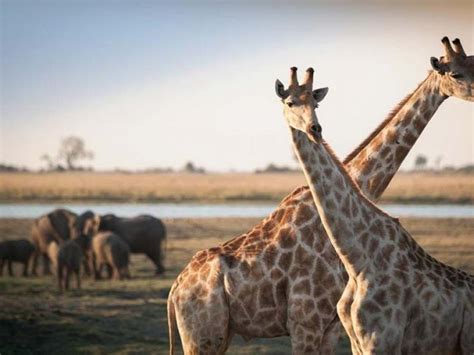 Limpopo National Park | Mozambique | Wild Safari Guide